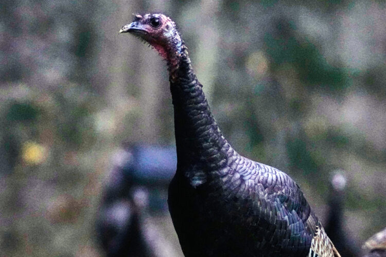 Restoration of wild turkeys often relied on trades
